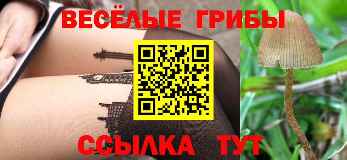 Псилоцибиновые грибы мухоморы  Сатка  Псилоцибиновые грибы Psilocybine cubensis 